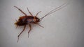 Cockroach. close up of cockroach on white background. closeup cockroach isolated. american cockroach. insects, insect, bugs, bug, Royalty Free Stock Photo