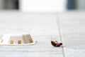 Cockroach near bait trap on household floor tile for pest control. Royalty Free Stock Photo