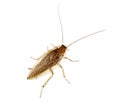 Cockroach over white - Blatella germanica