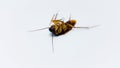 Cockroach pics-cockroach  images. Image of a dead Cockroach with white background. Stock image of a dead cockroach. Royalty Free Stock Photo