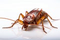 cockroach is prominently displayed on white Royalty Free Stock Photo