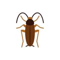 Cockroach roach pest single flat color vector icon