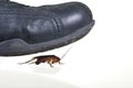 Cockroach running for his life Royalty Free Stock Photo