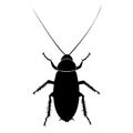 Cockroach silhouette isolated on white background