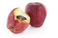 Cockroach sitting and eating on a red apple, Image isolated on w