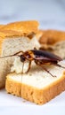 Cockroach on slice of bread close up view on white background Royalty Free Stock Photo