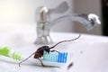 Cockroach on toothbrush,Contagion the disease, Plague,Healthy,Home concept. Royalty Free Stock Photo
