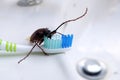 Cockroach on toothbrush,Contagion the disease, Plague,Healthy,Home concept.