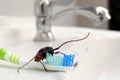 Cockroach on toothbrush,Contagion the disease, Plague,Healthy,Home concept. Royalty Free Stock Photo