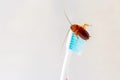 Cockroach on toothbrush isolated on white background
