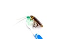 Cockroach on toothbrush isolated on white background. Contagion