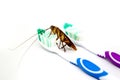 Cockroach on toothbrush isolated on white background. Contagion Royalty Free Stock Photo