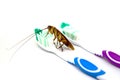 Cockroach on toothbrush isolated on white background. Contagion Royalty Free Stock Photo