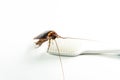 Cockroach on toothbrush isolated on white background.