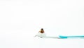 Cockroach on toothbrush and toothpaste isolated on white background. Contagion the disease, Plague,Healthy,Home concept Royalty Free Stock Photo