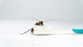 Cockroach on toothbrush and toothpaste on white background. Contagion the disease, Plague,Healthy,Home concept