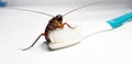 Cockroach on toothbrush and toothpaste on white background. Contagion the disease, Plague,Healthy,Home concept