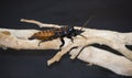 A Cockroach on a  tree breaches on a black background Royalty Free Stock Photo