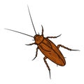 Cockroach. Vector illustration isolated on white background.