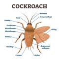 Cockroach vector illustration. Labeled educational body structure scheme.