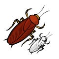 Cockroach