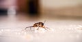 Cockroach walking on the floor dirty with bread crumbs, spot focus Royalty Free Stock Photo