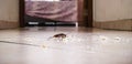 Cockroach walking on the floor dirty with bread crumbs, spot focus Royalty Free Stock Photo