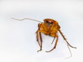 Cockroach, White Background, Insect, American Cockroach, White Color