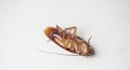 Cockroach on white background, insect cockroaches dead on floor in home get rid cockroach bug concept Royalty Free Stock Photo