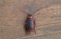 Cockroach on wood background.(roach, cockroach)