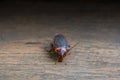 Cockroach on wood background.(roach, cockroach)