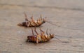 Cockroach on wood background.(roach, cockroach)