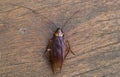 Cockroach on wood background.(roach, cockroach)