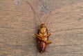 Cockroach on wood background.(roach, cockroach)