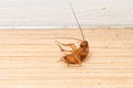Cockroache dead on floor in the house for Background. Royalty Free Stock Photo