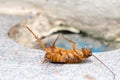 Cockroache dead on floor in the house for Background. Royalty Free Stock Photo