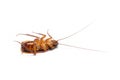 Cockroache dead on white background. Royalty Free Stock Photo