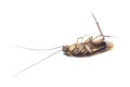 Cockroache dead on white background. Royalty Free Stock Photo