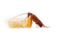 Cockroache eating bread. Royalty Free Stock Photo