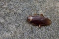 Cockroache.