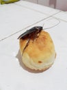 Cockroaches are on bread. Placed on a white background.