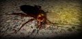 Cockroaches with cement floor Royalty Free Stock Photo