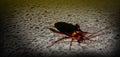 Cockroaches with cement floor Royalty Free Stock Photo