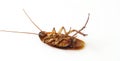 Cockroaches isolated on white with clipping path.