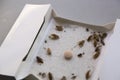 Cockroaches at home in an insect sticky trap