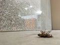 Cockroaches dead on the floor concrete in office.