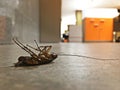 Cockroaches dead on the floor concrete in office.