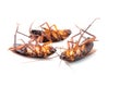 Cockroaches dead