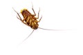 Cockroaches isolated on white background Royalty Free Stock Photo