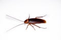 Cockroaches isolated from white background.